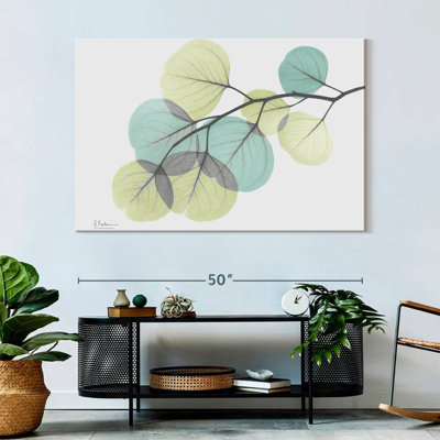 Eucalyptus Harnek Turq