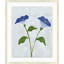 Periwinkle Floral Study 2 Print by Lillian August