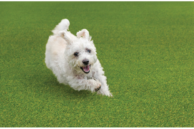 pet friendly low maintenance yard designs with a white dog doing zoomies on an artificial turf lawn