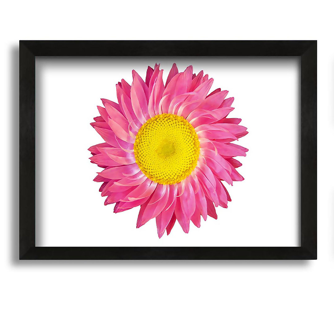 Gerahmtes Leinwandbild Pink Daisy Twist