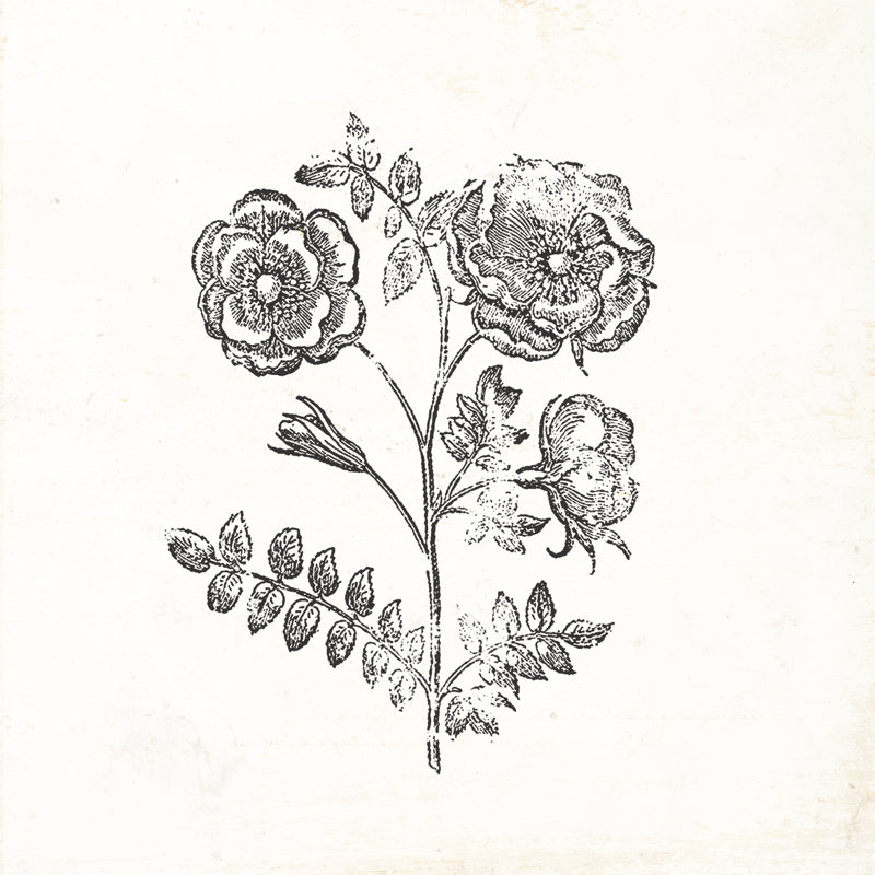 Vintage Flower Print 1 Piece Wrapped Canvas Painting, 51cm H x 51cm W x 3.8cm D
