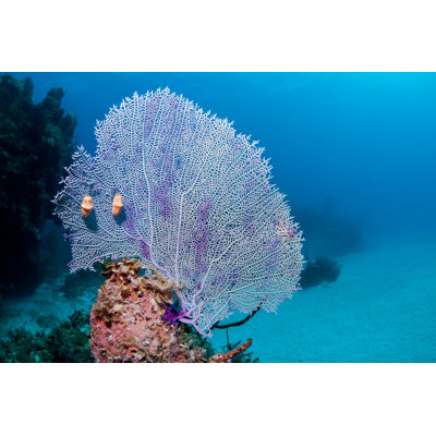 Bybee Fan Coral 1 Piece Wrapped Canvas Wall Art