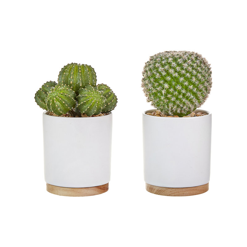Ensemble de cactus en pot 2 pièces