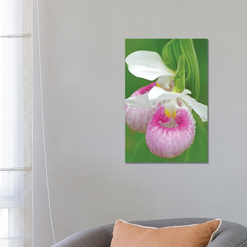 Showy Lady Slippers by Brian Wolf - Wrapped Canvas Print, 66.04cm H x 45.72cm W x 1.91cm D
