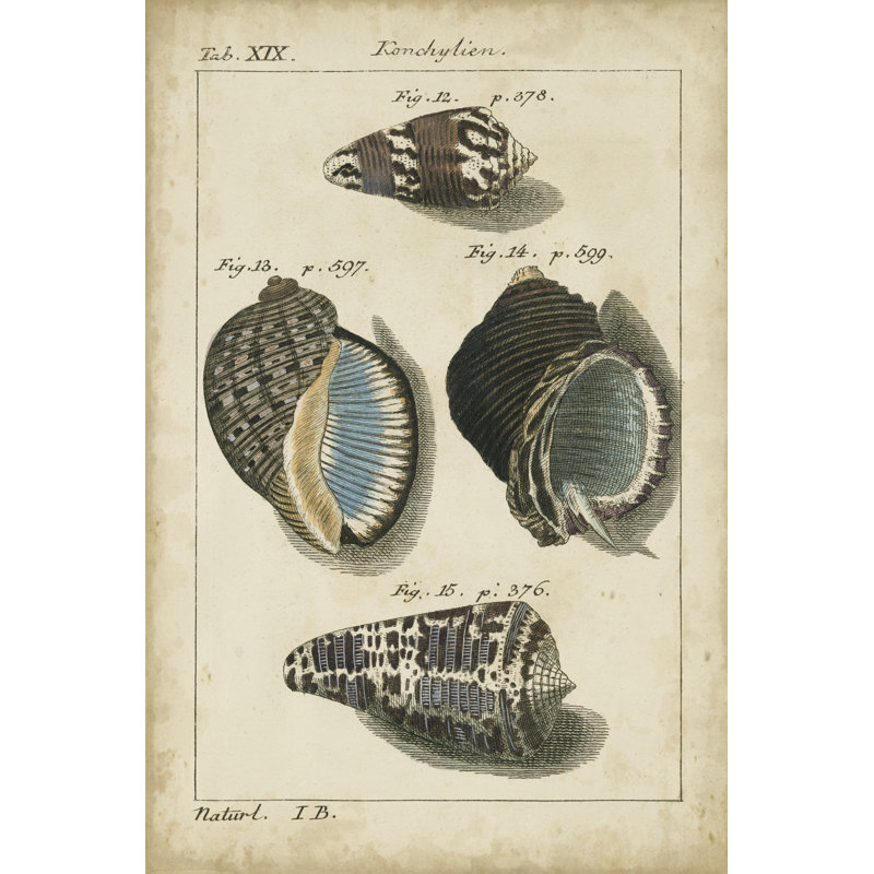 Vintage Shell Study III (U) by Martini - Wrapped Canvas Print, 91cm H x 61cm W