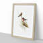 Red-Capped Robin by Elizabeth Gould - Picture Frame Painting Print-55598222-55598224