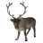 Reindeer Standing