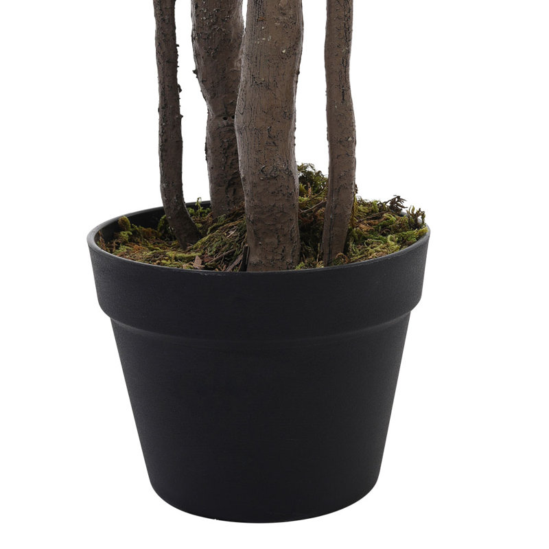 170cm Plant