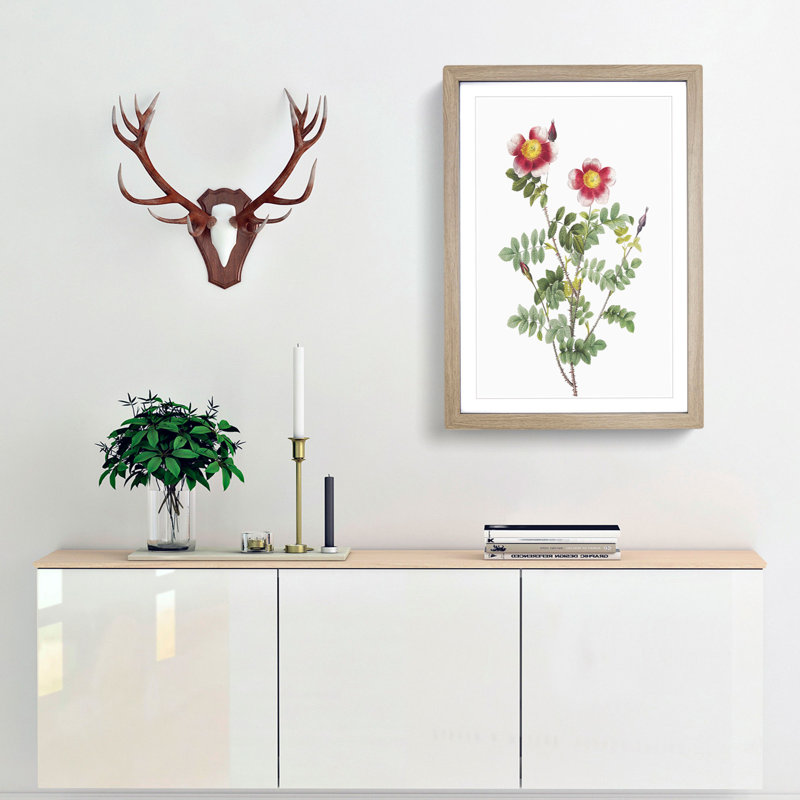 A Burnet Rose in Pink by Pierre-Joseph Redoute - Framed Print, 33cm H x 24cm W x 2cm D, Oak Framed