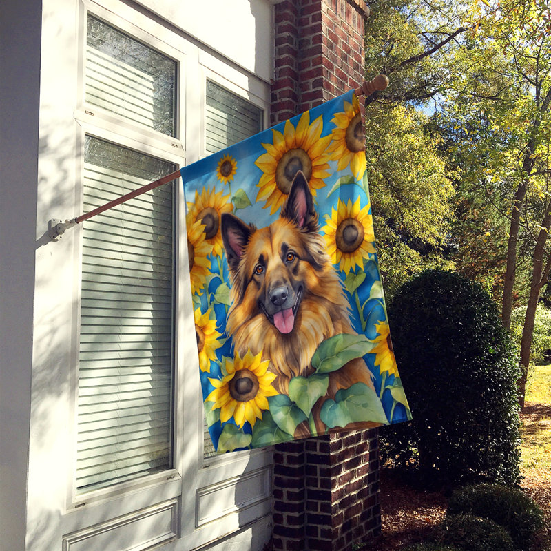 Drapeau de la maison du tournesol Malamute d'Alaska, Berger de Tervueren