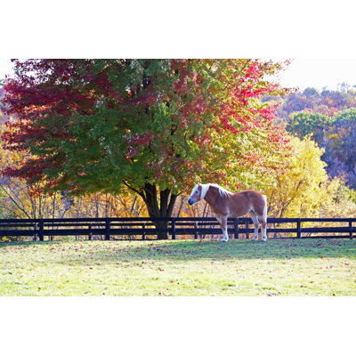 Horse Standing Under Tree In Autumn by Driftlessstudio - Wrapped Canvas Print