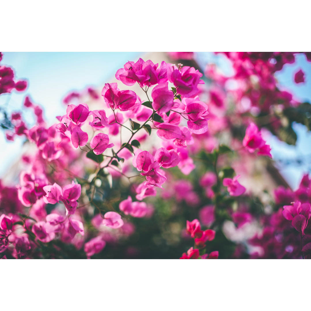 Bougainvillea Blumen von Pekic - Kunstdrucke auf Leinwand