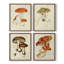 «Mushroom Variétés», reproduction encadrée - ensemble de 4-1682425729-1682425468
