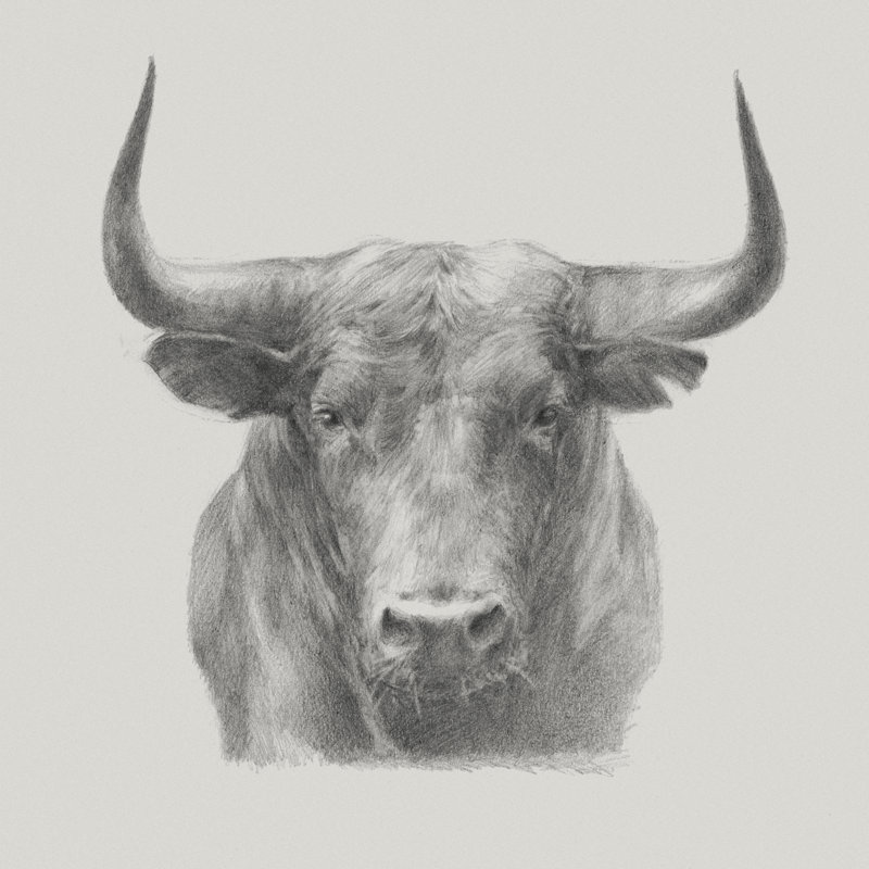 «Black Bull», peinture sur toile, H 12 po x l 12 po