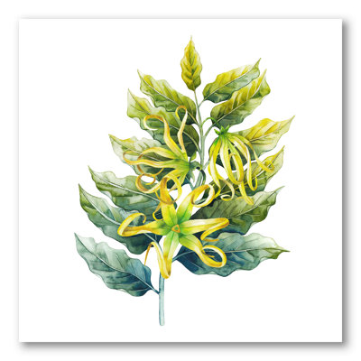 " Ylang Ylang Flower "