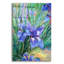 "Iris" par Richard Wallich