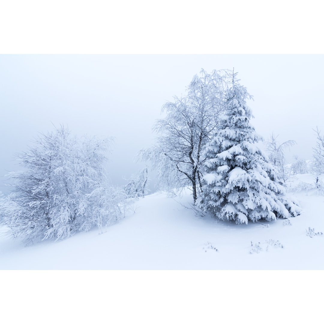 Winterbäume in den Bergen