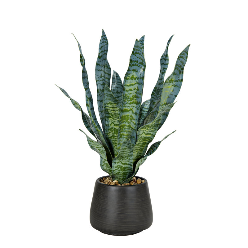 Snake Plant in Black Cement Pot