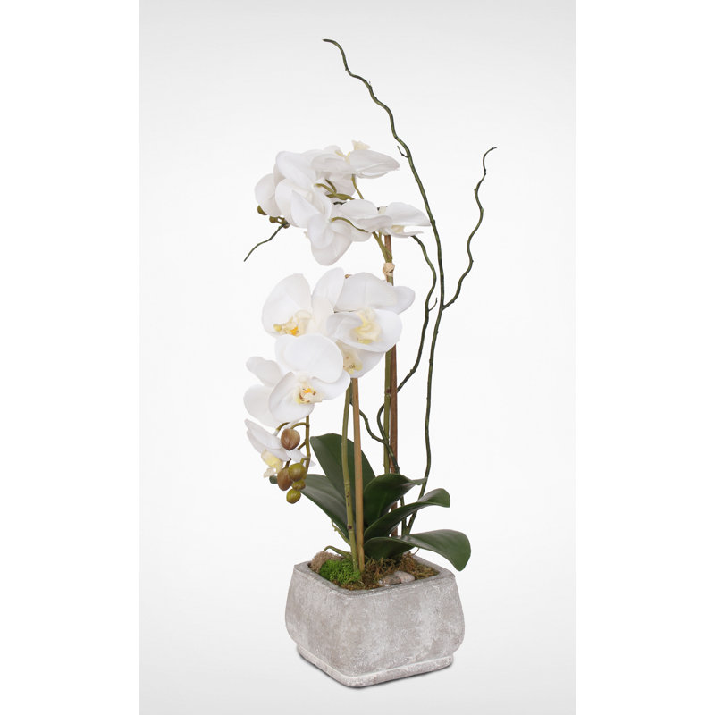 Arrangement floral orchidées en pot