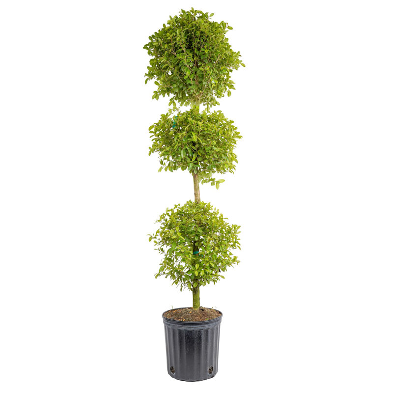 Topiary in Nursery Pot