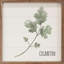 Cilantro-1657277639