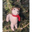 Arcadia Home Jack Russell Terrier Hand-Knit Ornament