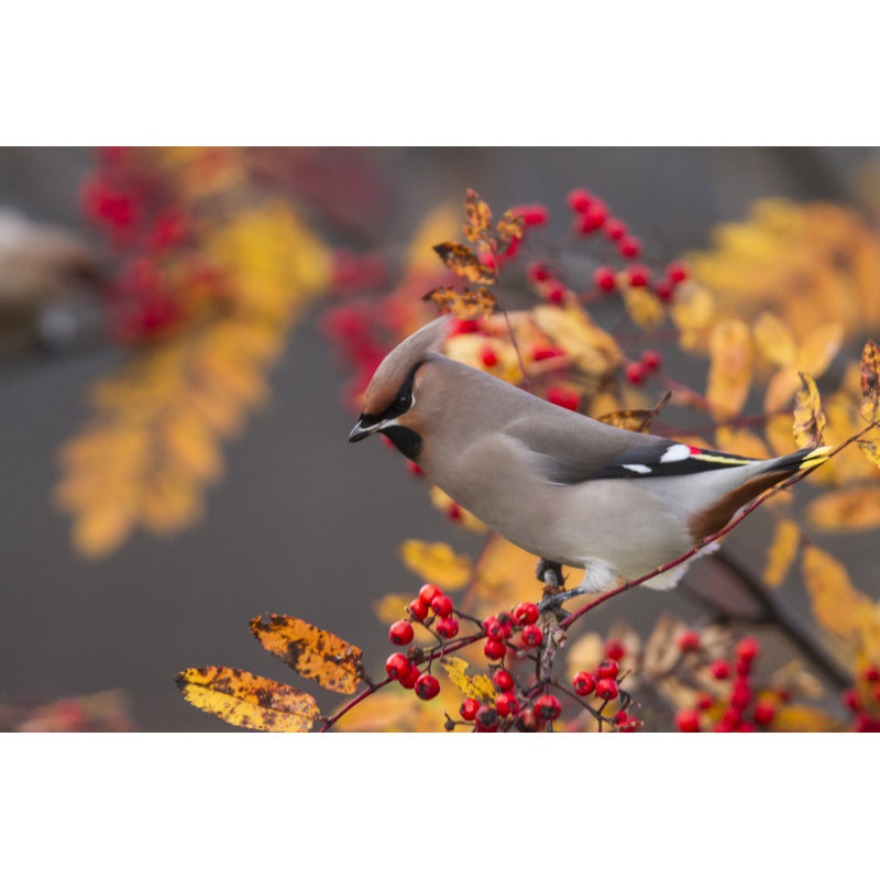 Bohemian Waxwing by Mats Lindberg - Wrapped Canvas Print, 81cm H x 122cm W