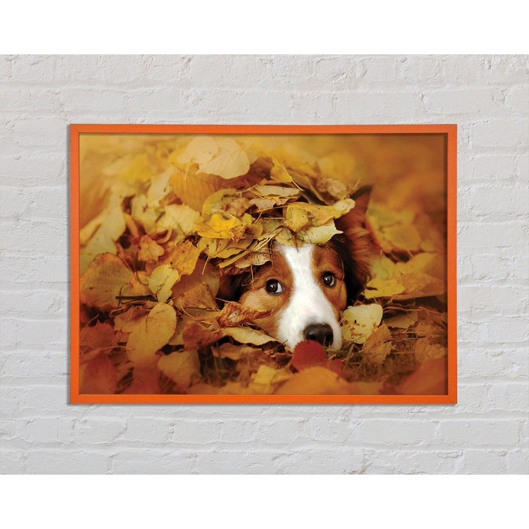 Gerahmtes Poster Anjani Dog In Autumn Leaves