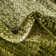Tapis vert clair Hermina