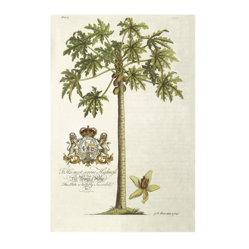 Papaya Tree Print by Porter Design, 60" H x 40" W, Plexi