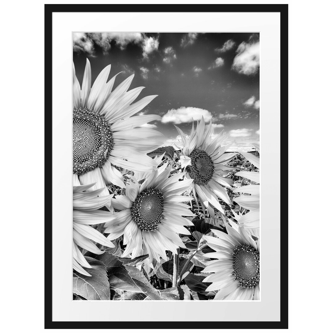 Gerahmtes Poster Sonnenblumenwiese unter Himmel