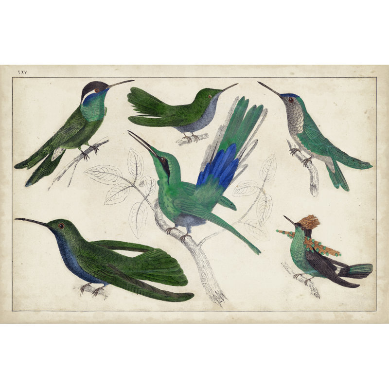 Hummingbird Gathering II - Wrapped Canvas Painting, 20cm H x 30cm W