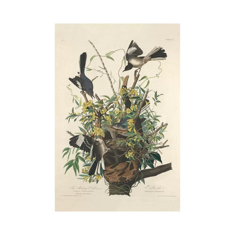 «The Mocking Bird, 1827» par James Audubon, impression sur toile tendue, H 12 po x l 8 po x P 0,75 po