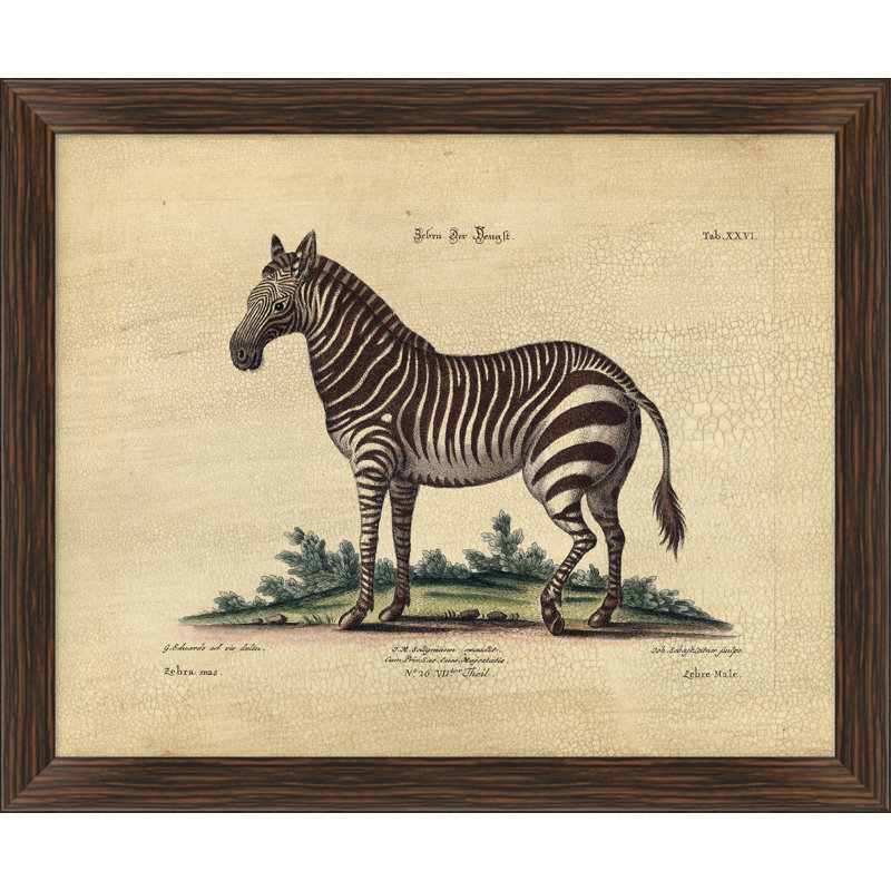 Crackled Zebra II Print