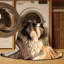  Tapis lavable pour chiens Otterhound-185613839