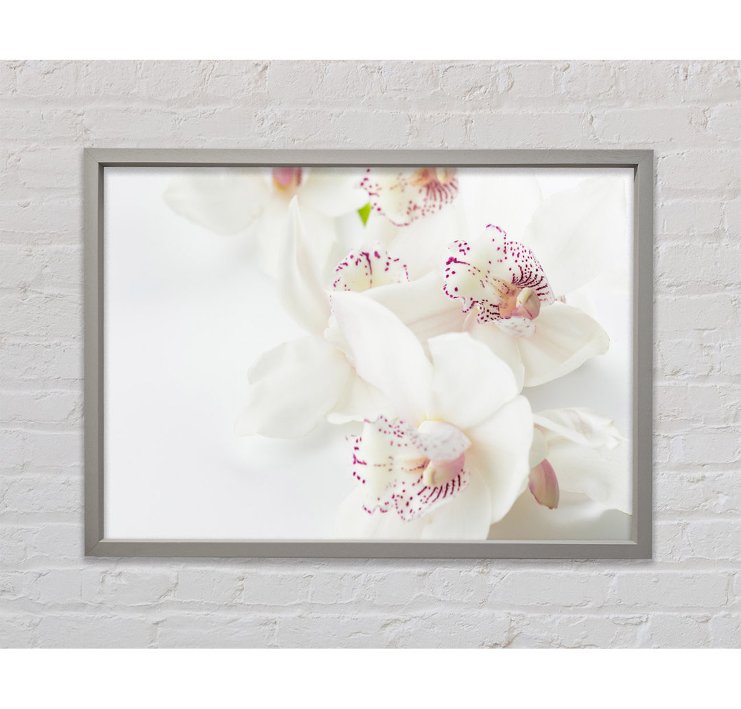 Orchid Bliss - Einzelner Bilderrahmen Kunstdrucke auf Leinwand