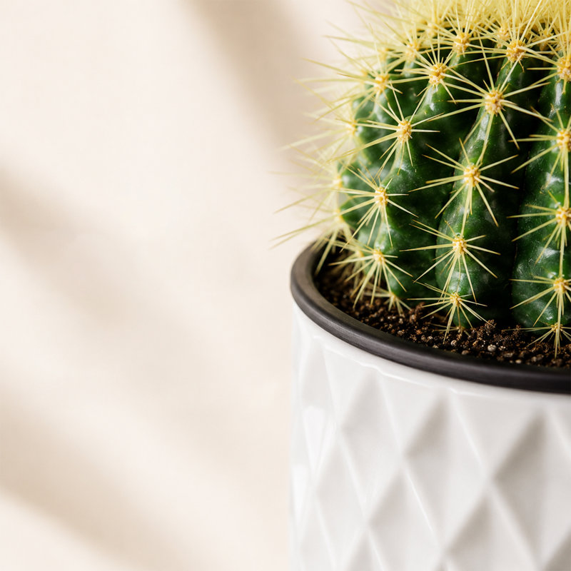 Plante grasse vivante avec cactus Live