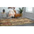 Eelijah Abstract Indoor Rug-86600465