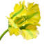 Perroquet doux au toucher 28 po -1420486985