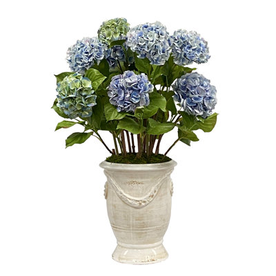 Hydrangea in Pot