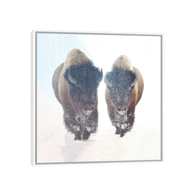 Two Bison In A Snow Storm by OLena Art - Floater Frame Print on Canvas