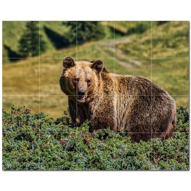 Photo d'ours 4,25 x 4,25