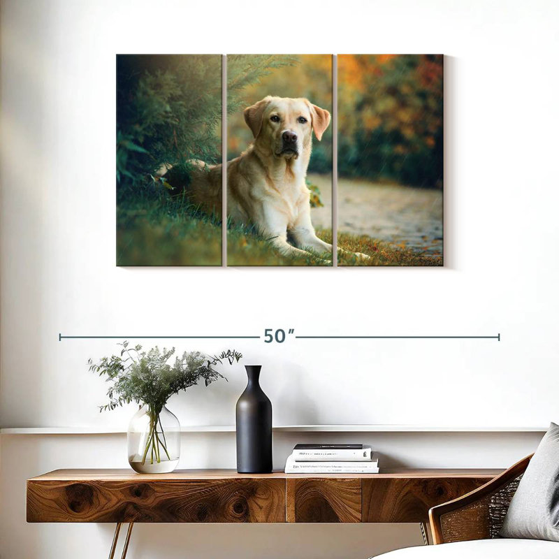Brampt Labrador Retriever Mix, H 24 po x l 38 po