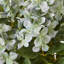 Medium Hydrangea Plant In Pot-369816376