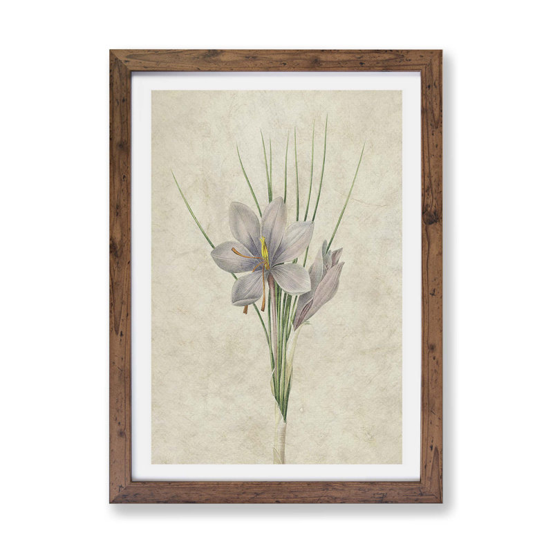 Autumn Crocus Flowers by Pierre-Joseph Redoute - Framed Print, 33cm H x 45cm W x 2cm D, Walnut Framed