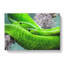 Green Mamba Snakes - Wrapped Canvas Print-61852591