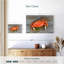 Crabe dormeur cuit Yarlin-111881276