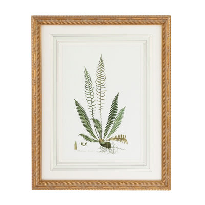 Curtis Ferns III Print