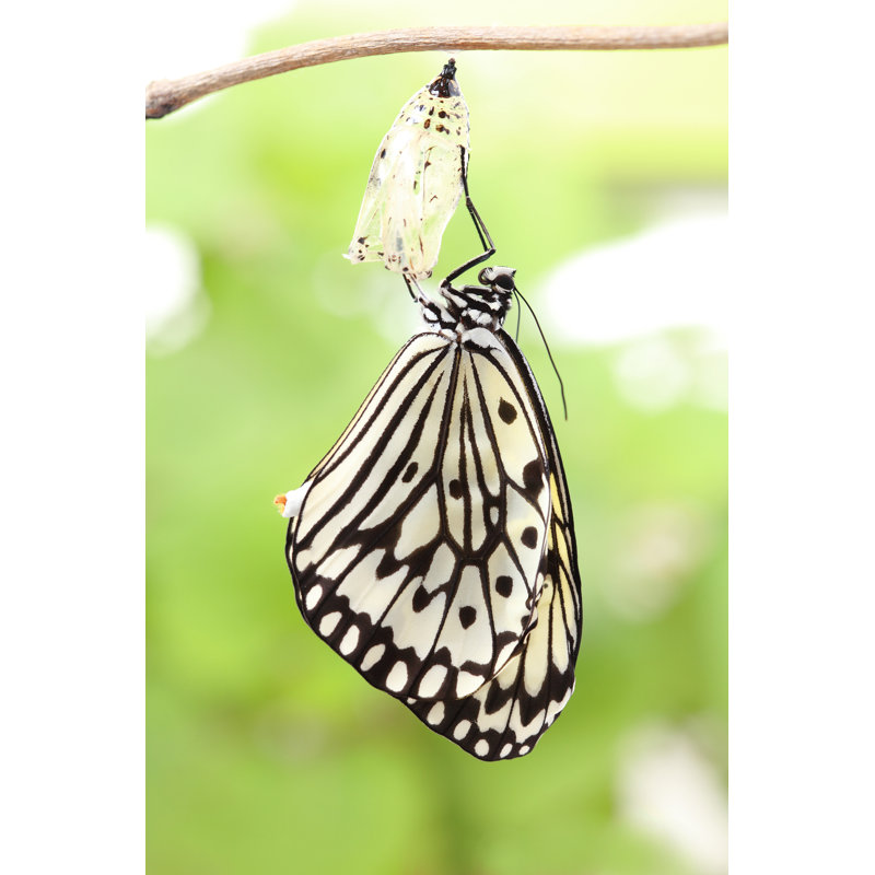 Butterfly Clinging - Wrapped Canvas Print, 46cm H x 30cm W