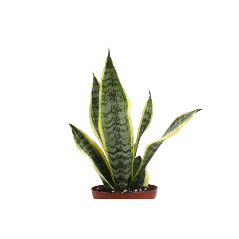 Live Laurentii Snake Plant in Classic Pot, Copper